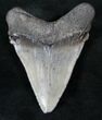 Chubutensis Fossil Tooth (Megalodon Ancestor) #13286-1